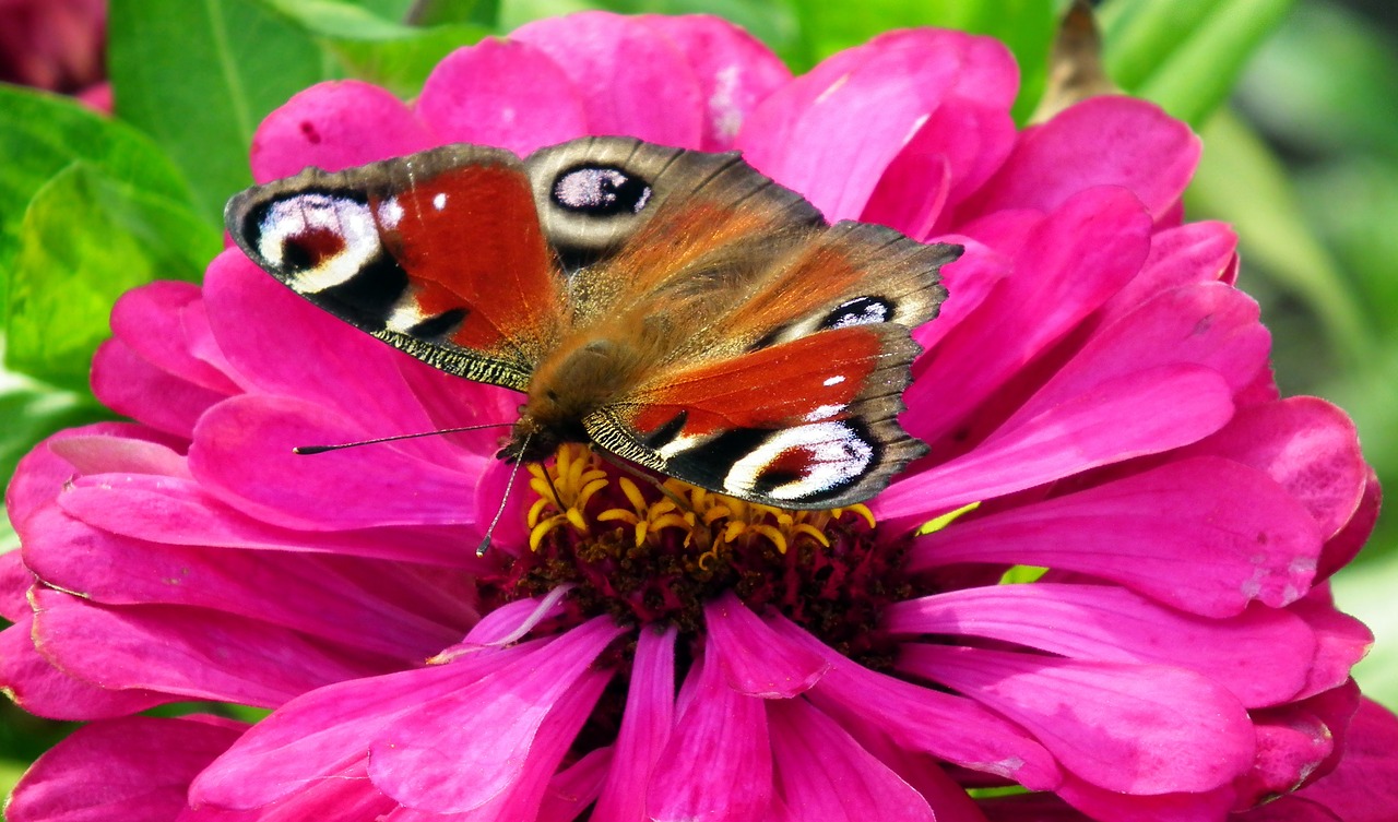 butterfly  insect  flower free photo