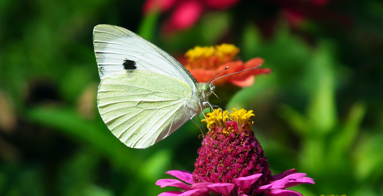 butterfly  insect  flower free photo