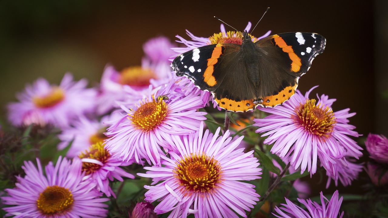 butterfly  flowers  red admiral free photo