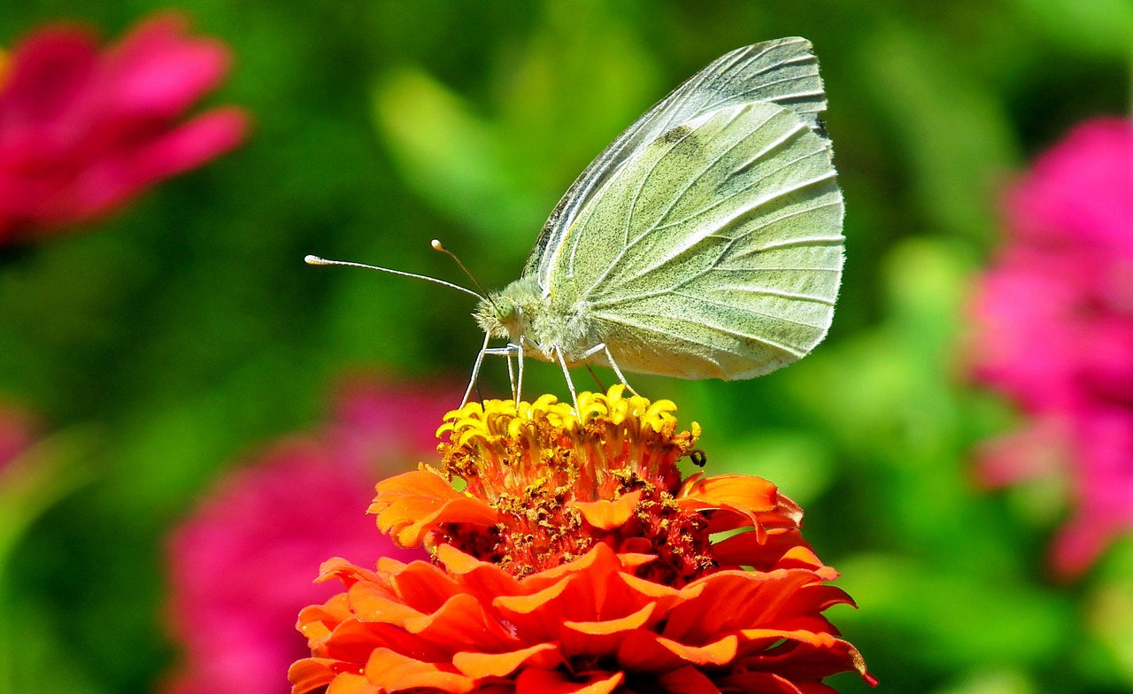 butterfly  insect  flower free photo