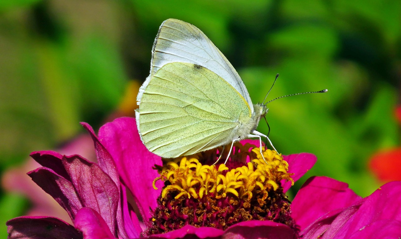 butterfly  insect  flower free photo