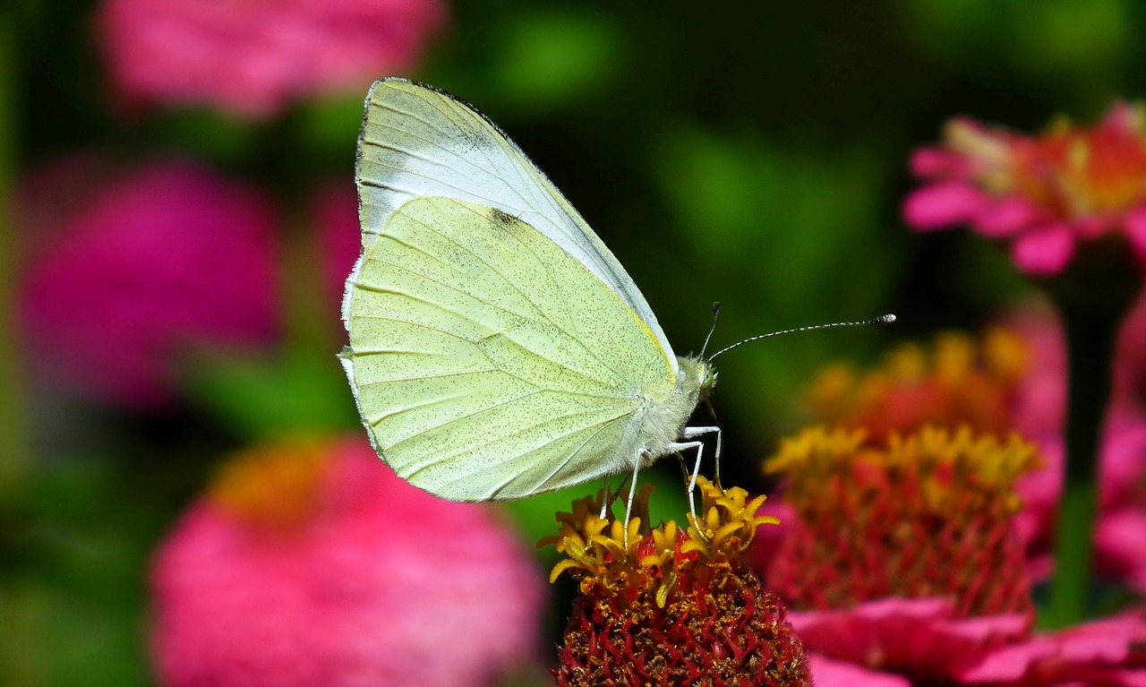 butterfly  insect  summer free photo