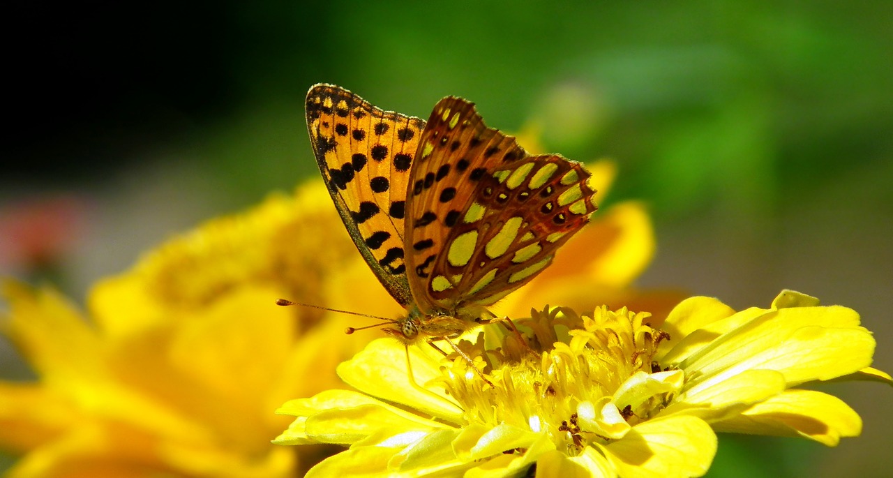 butterfly  insect  nature free photo