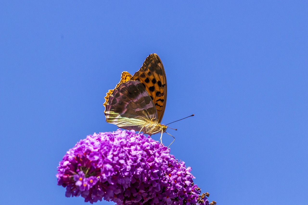 butterfly  flower  insect free photo