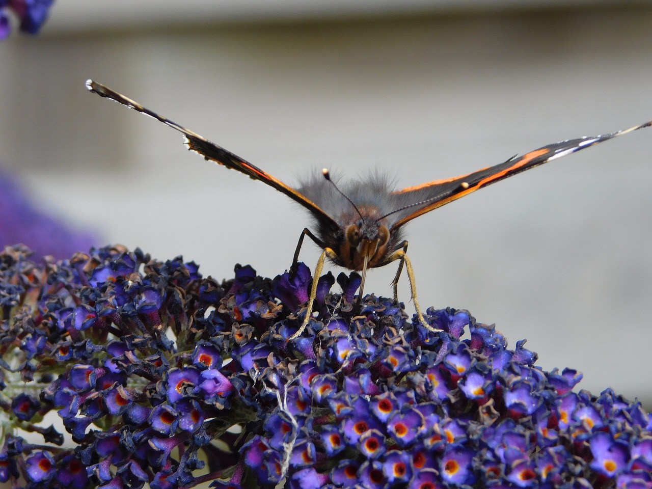 butterfly  flower  flowers free photo