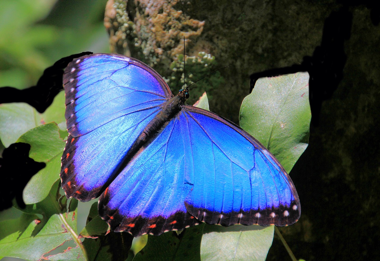 butterfly  butterflies  blue morpho free photo