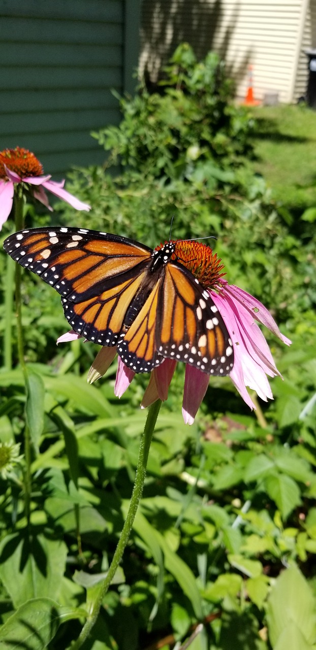 butterfly  summer  monarch free photo