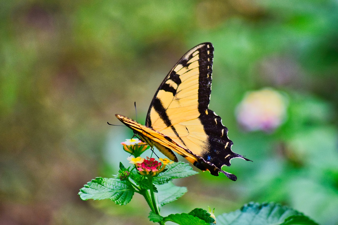 butterfly  insect  wing free photo