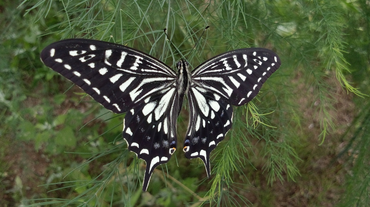 butterfly  insect  natural free photo