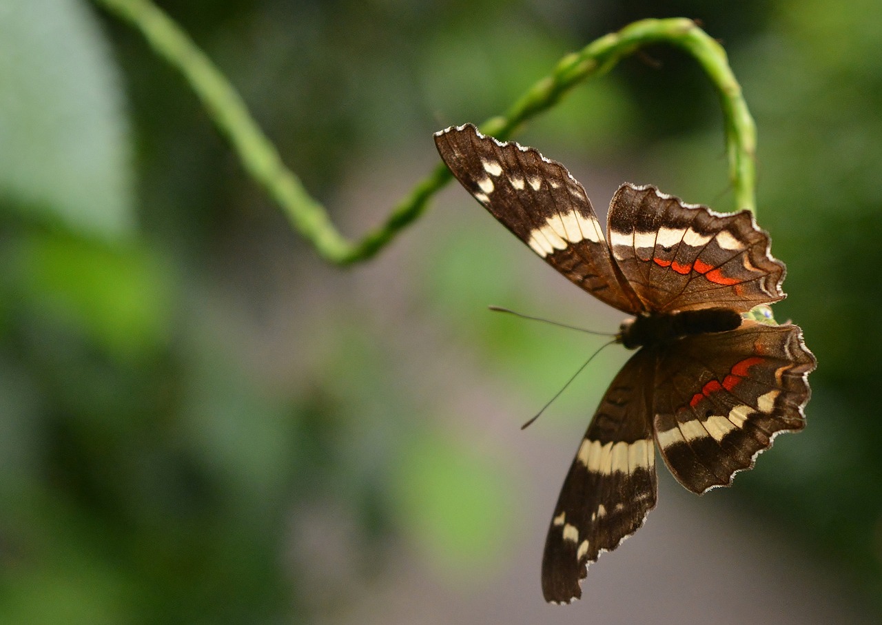 butterfly  nature  insect free photo