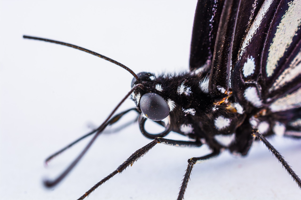 butterfly insect close free photo