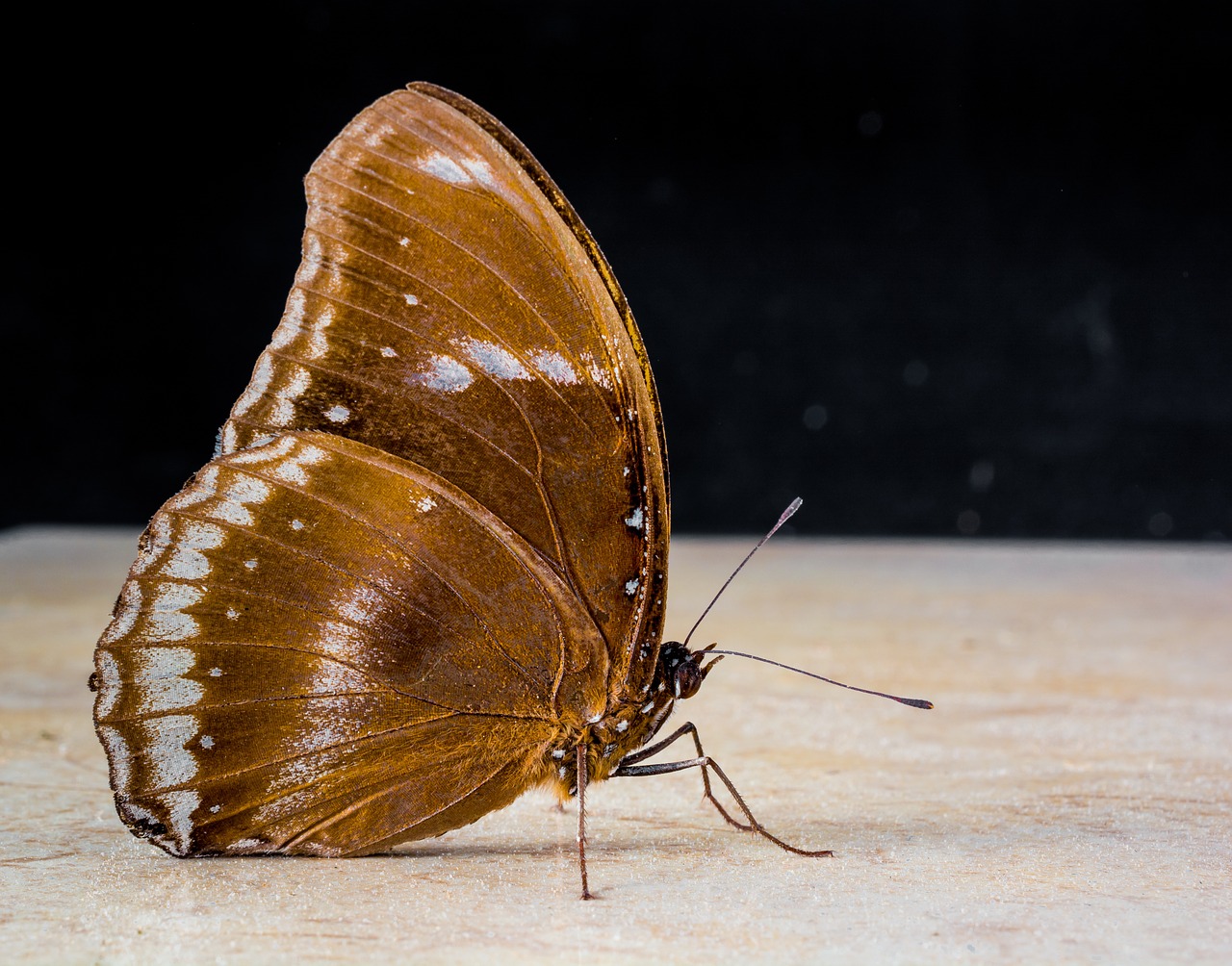 butterfly insect close free photo