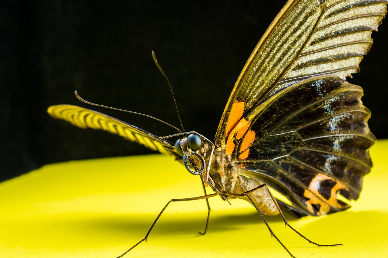 butterfly insect close free photo