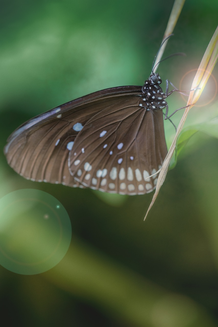 butterfly  macro  insect free photo