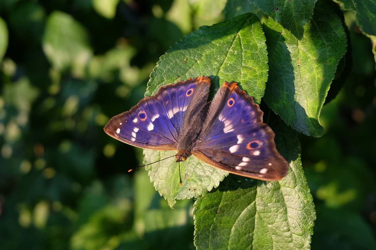 butterfly  insect  nature free photo