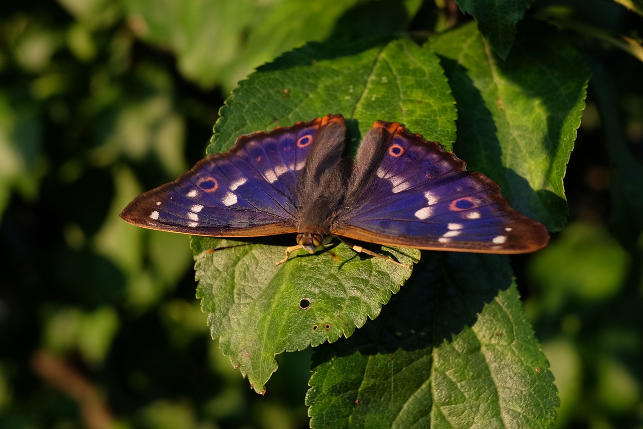 butterfly  insect  nature free photo