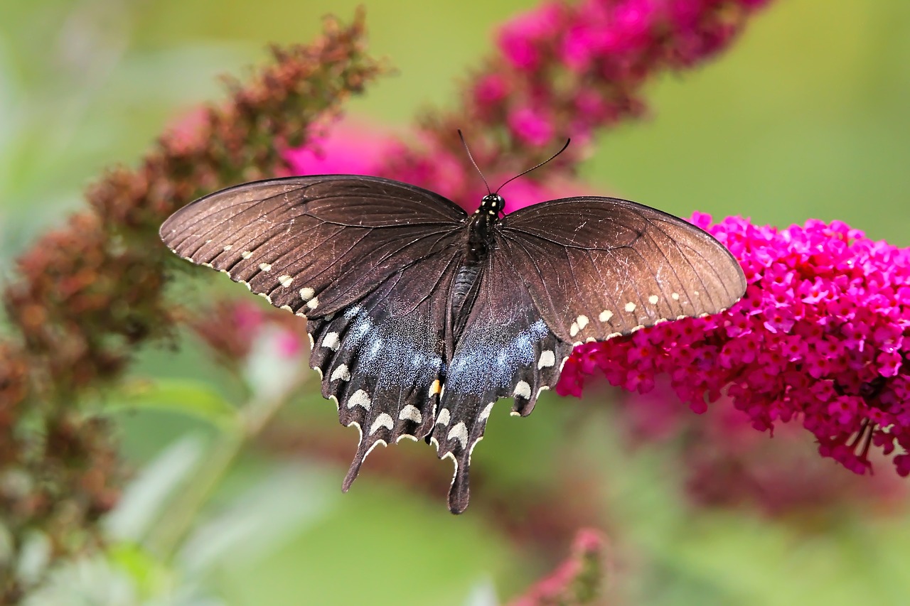 butterfly  spicebush  swallowtail free photo