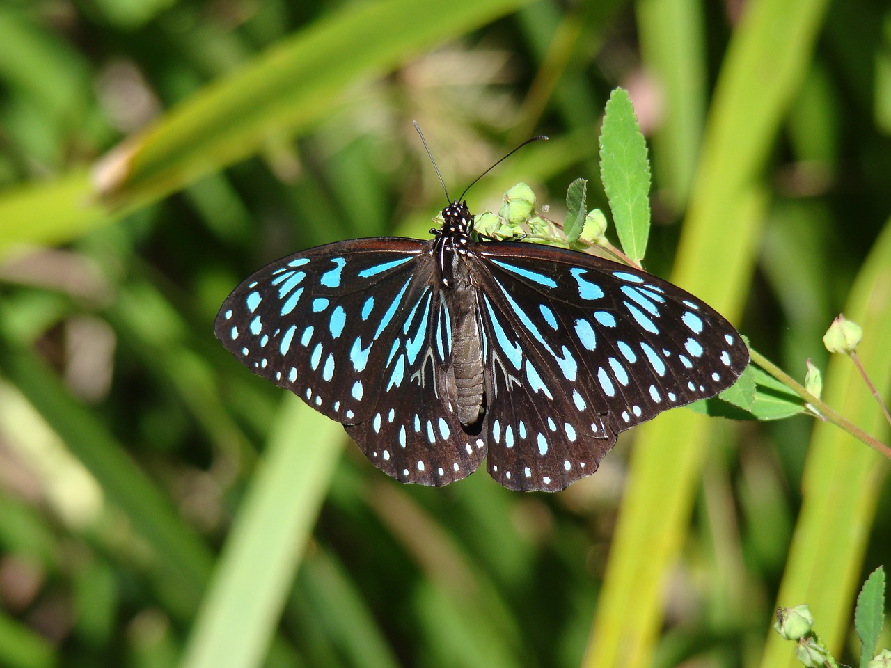 butterfly  blue butterfly  nature free photo