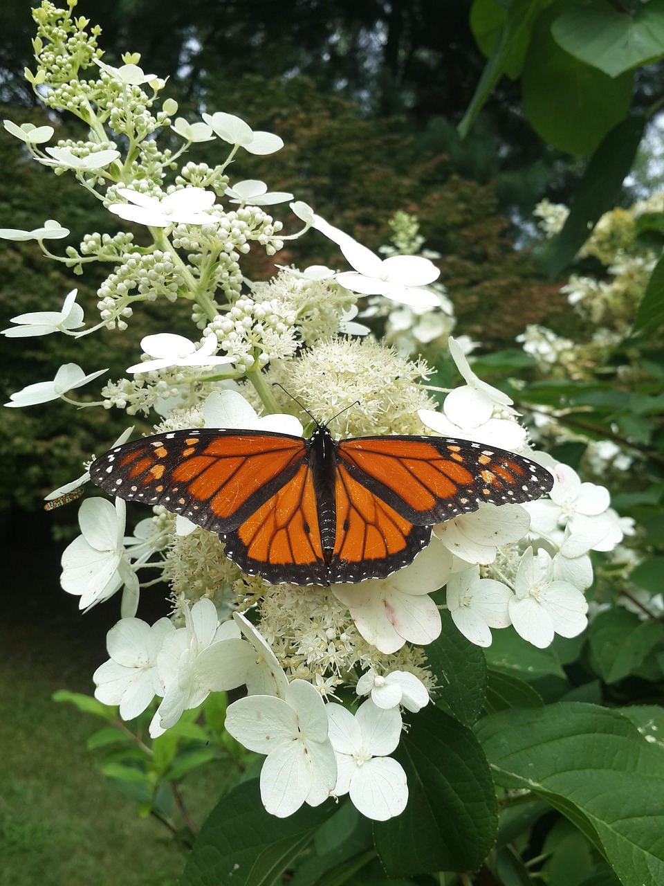 butterfly  spring  flower free photo