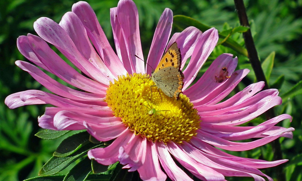 butterfly  insect  flower free photo