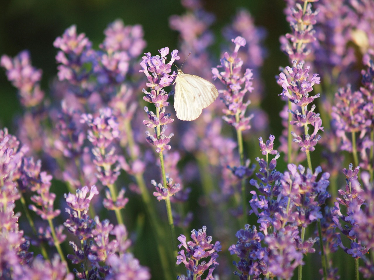 butterfly  insect  summer free photo