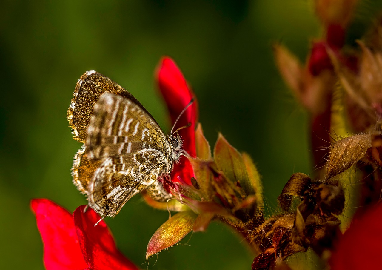 butterfly  macro  nature free photo