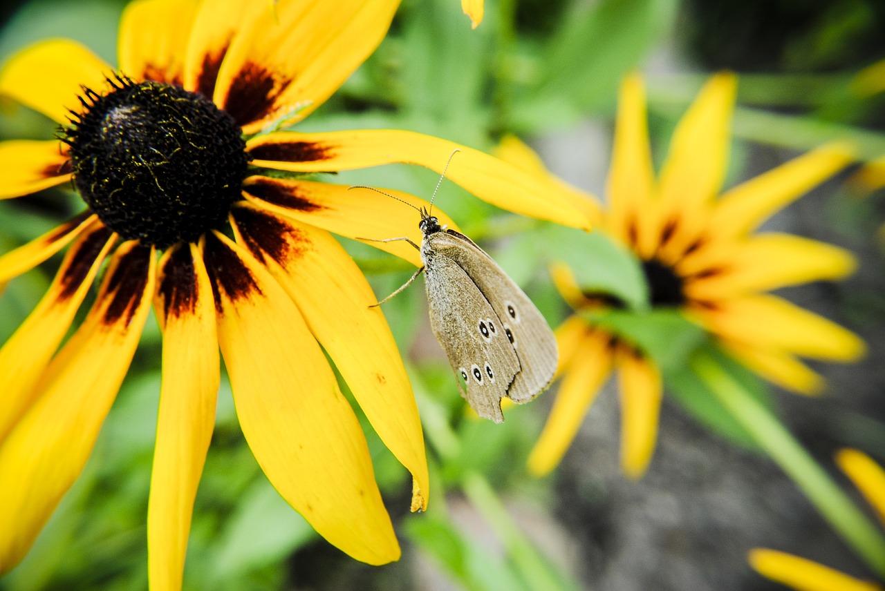 butterfly nature insect free photo