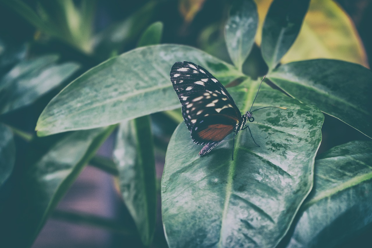 butterfly  macro  insect free photo