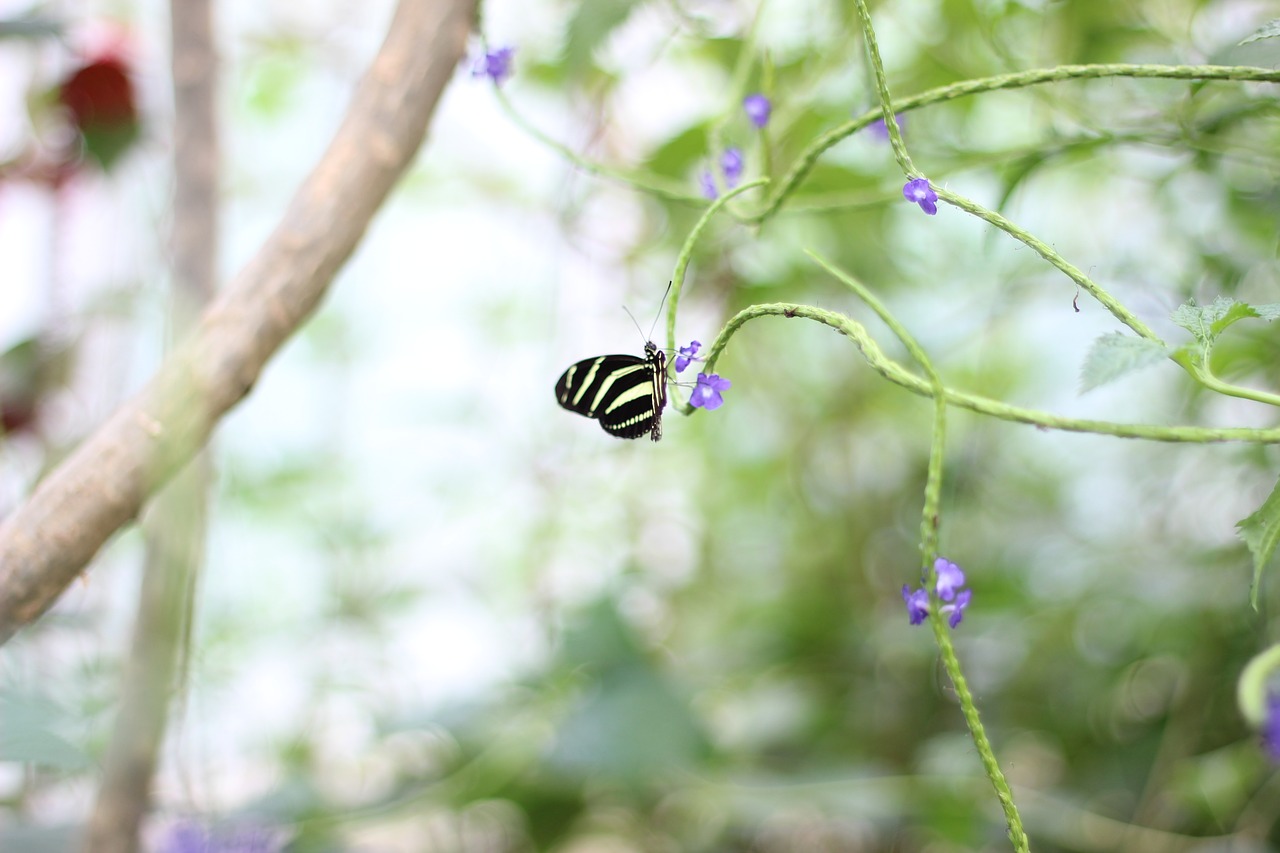 butterfly  zoo  green free photo