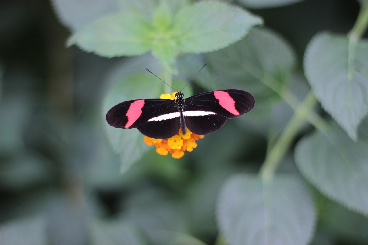 butterfly  leaf  blossom free photo