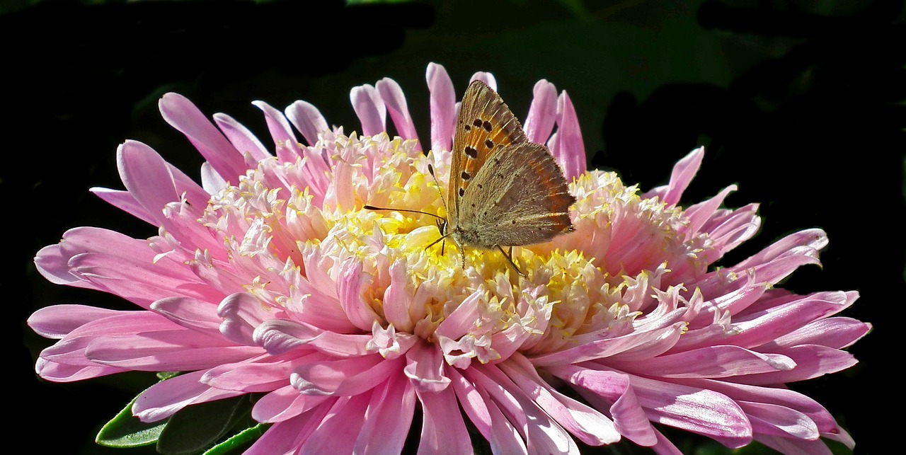 butterfly  insect  flower free photo