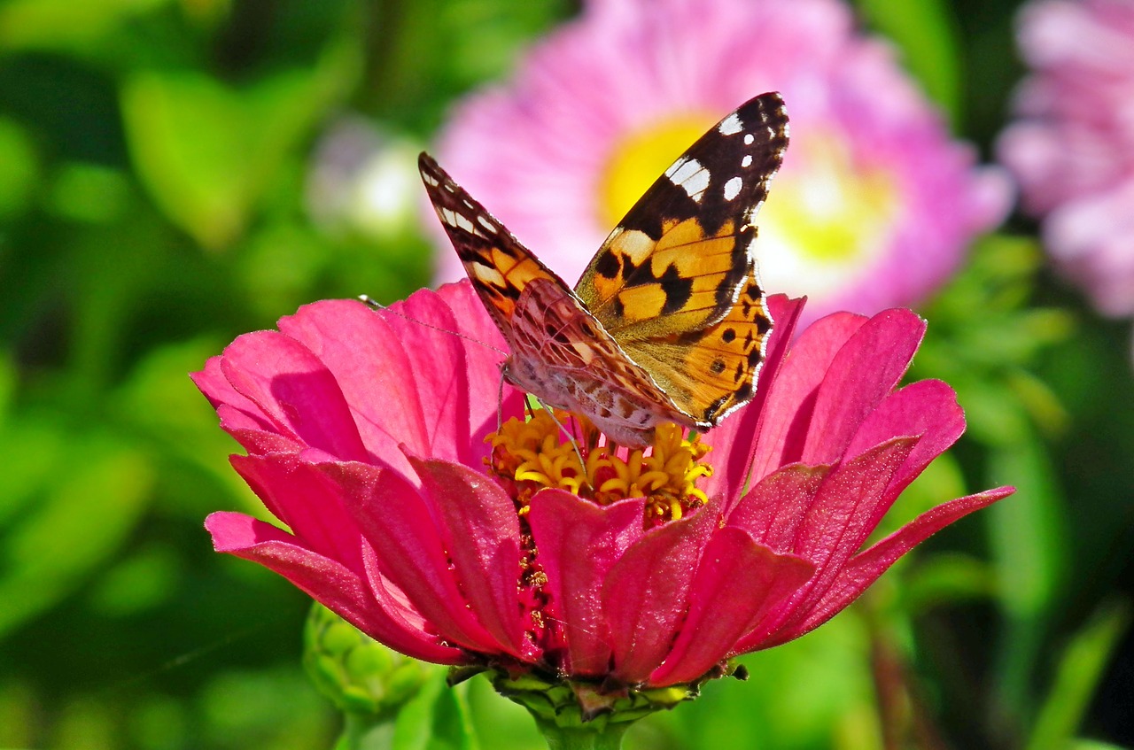 butterfly  insect  flower free photo