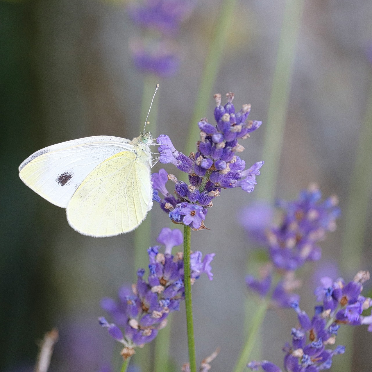 butterfly  lavender  nature free photo