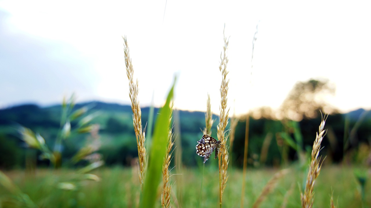 butterfly  nature  insect free photo