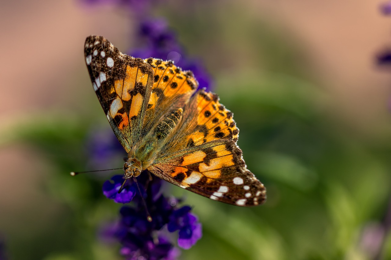 butterfly  peacock  insects free photo