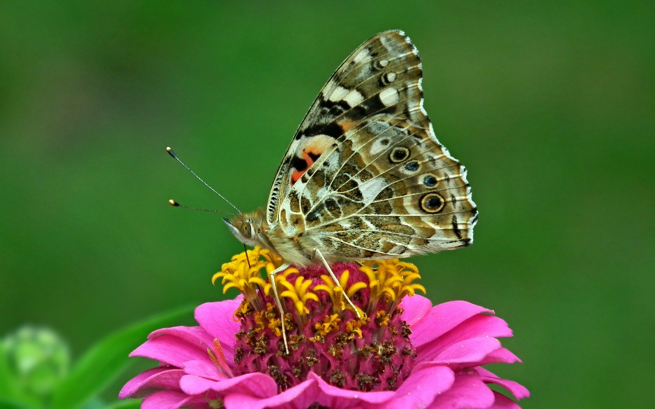 butterfly  insect  flower free photo