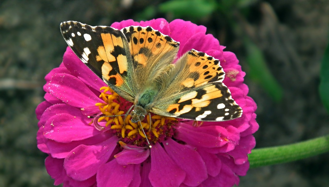 butterfly  insect  flower free photo