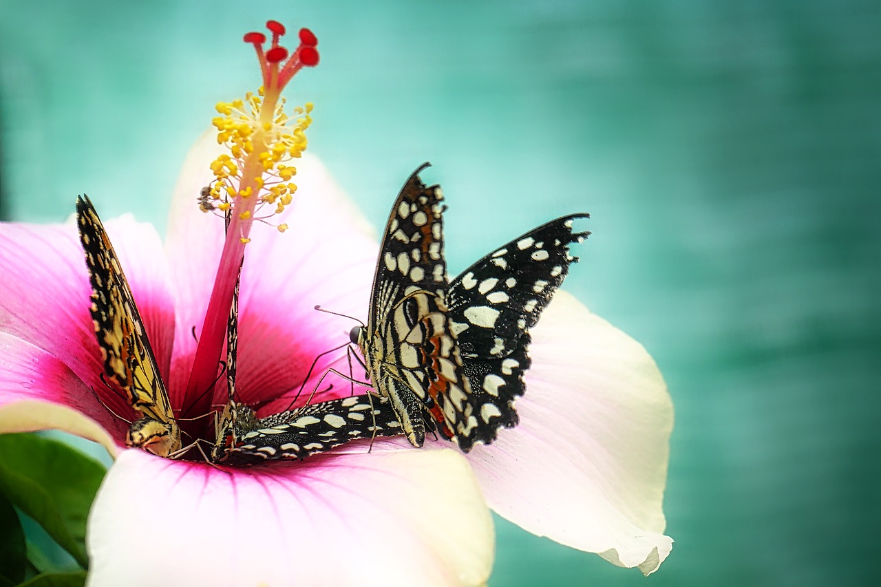 butterfly  close up  insect free photo