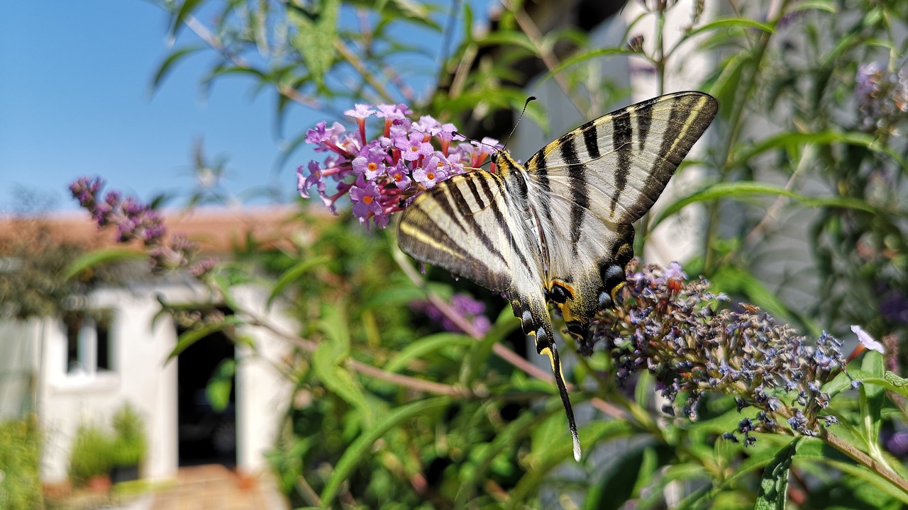 butterfly  nature  garden free photo