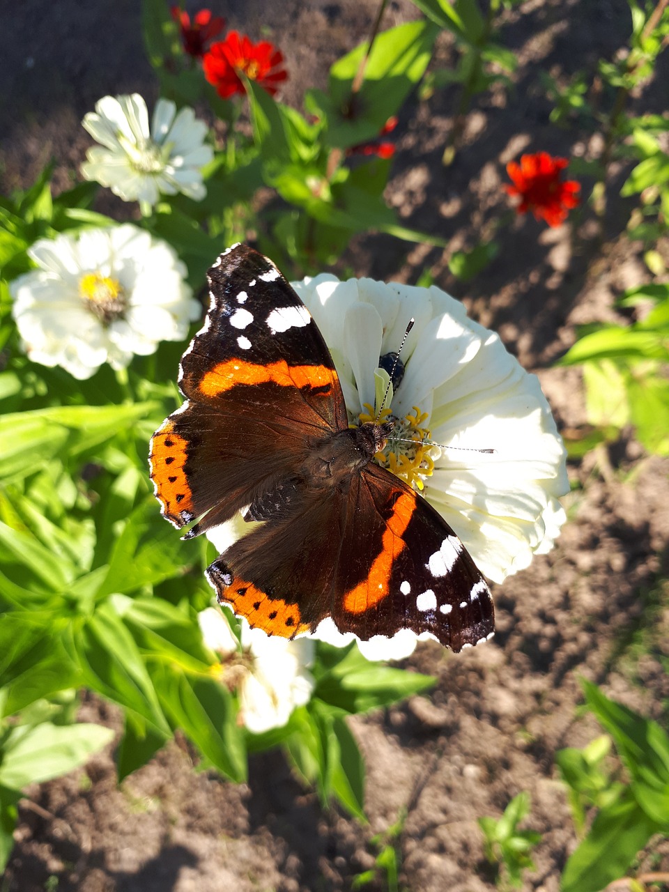 butterfly  summer  flower free photo