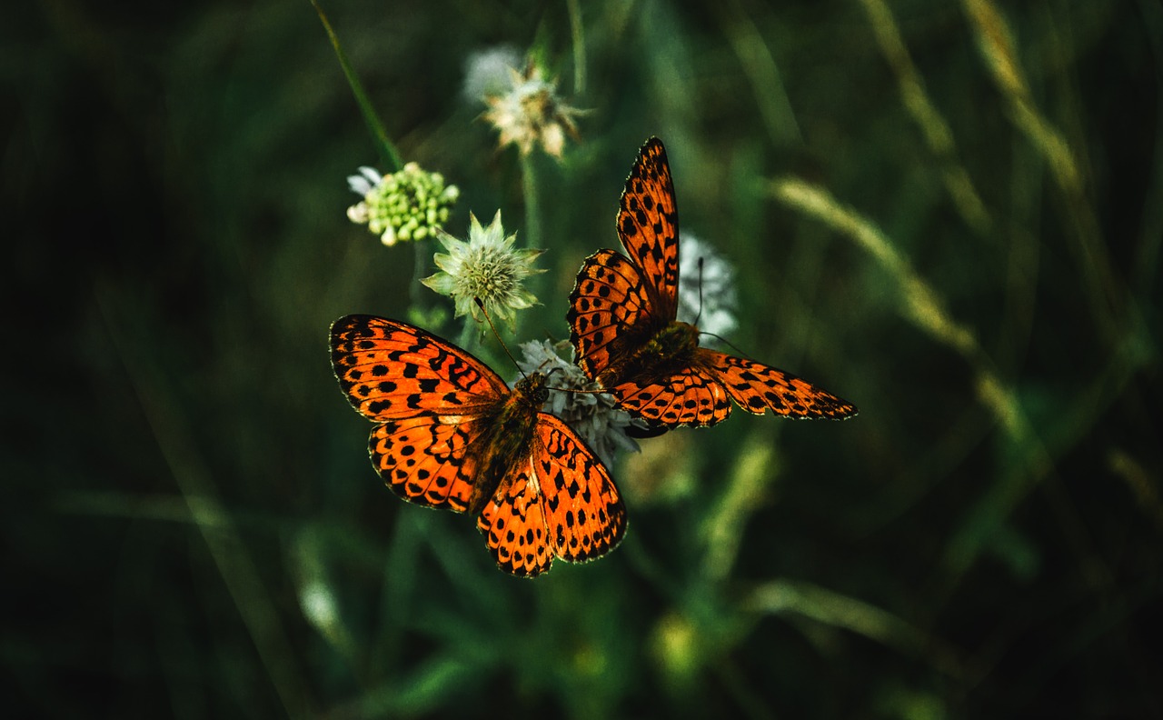 butterfly  butterflies  nature free photo