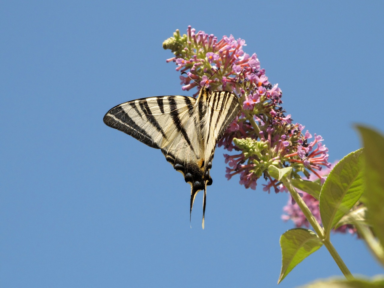 butterfly wings sky free photo