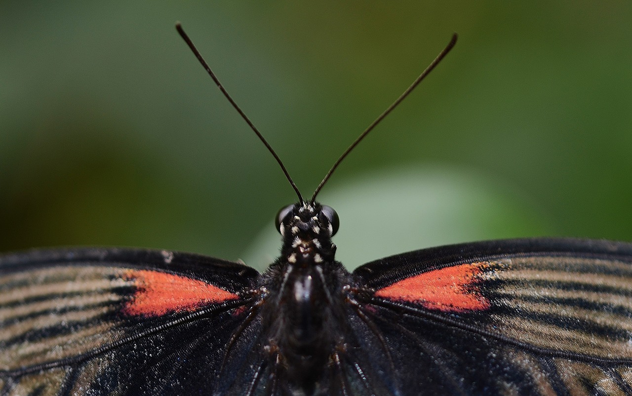 butterfly macro insect free photo