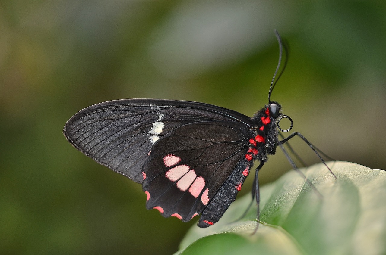 butterfly red black free photo