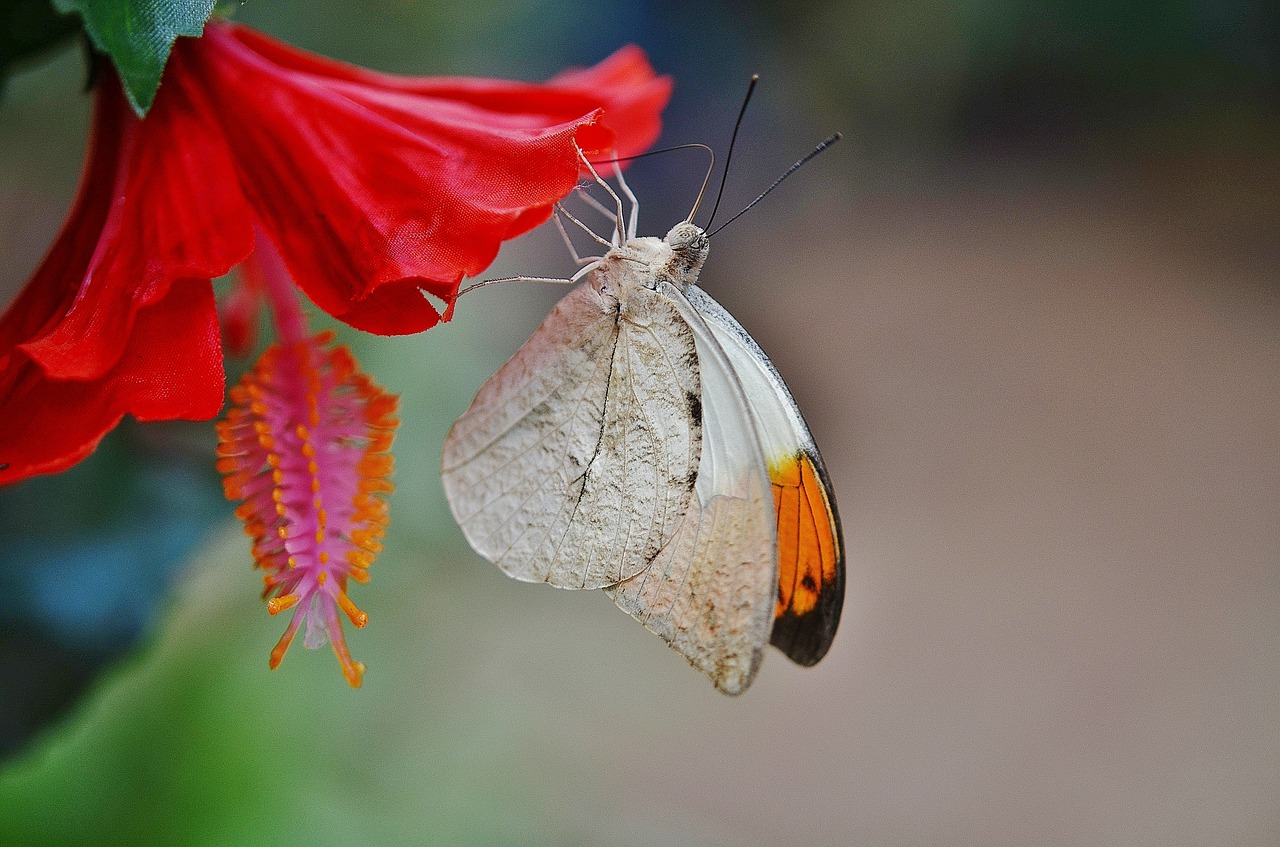 butterfly animal insect free photo