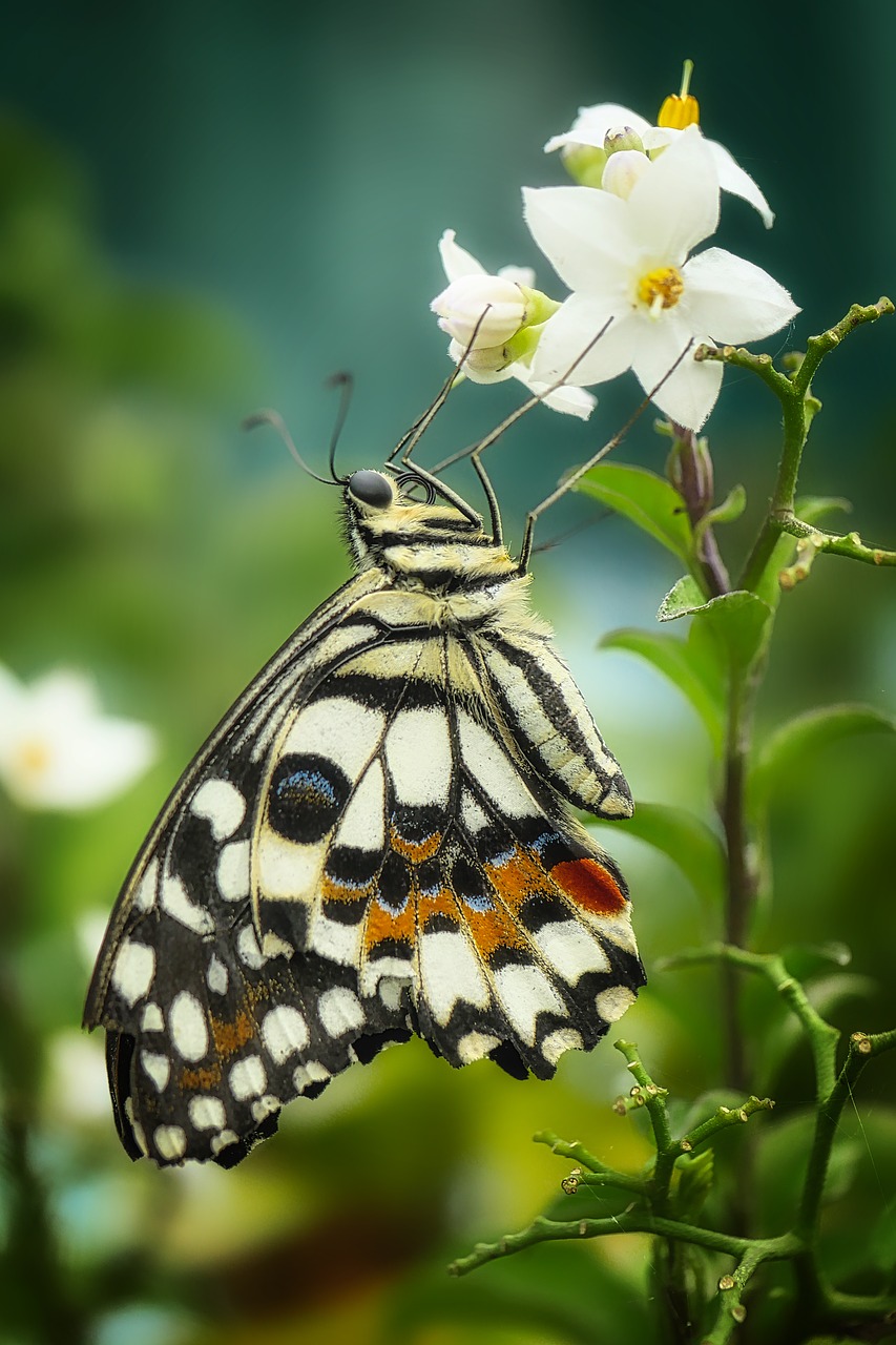 butterfly  insect  nature free photo