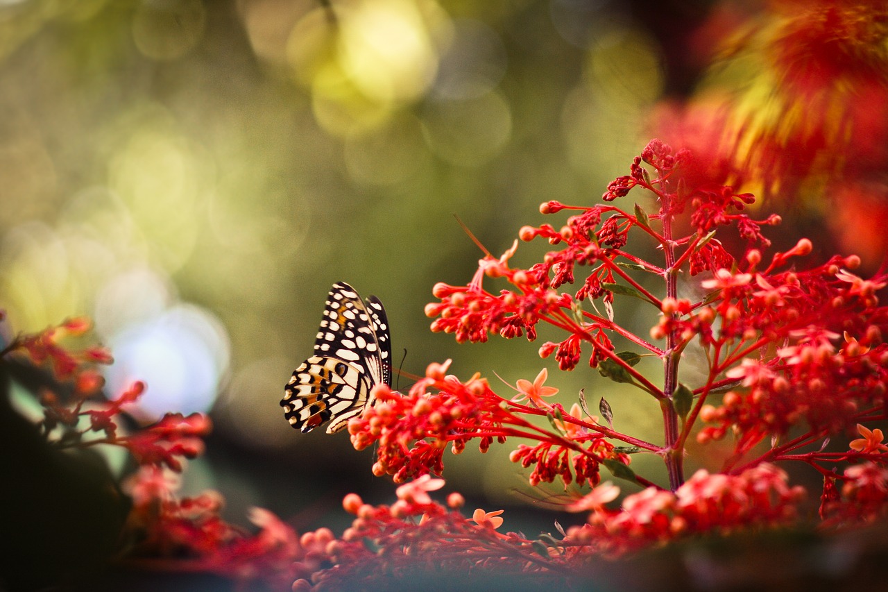 butterfly  red  macro free photo