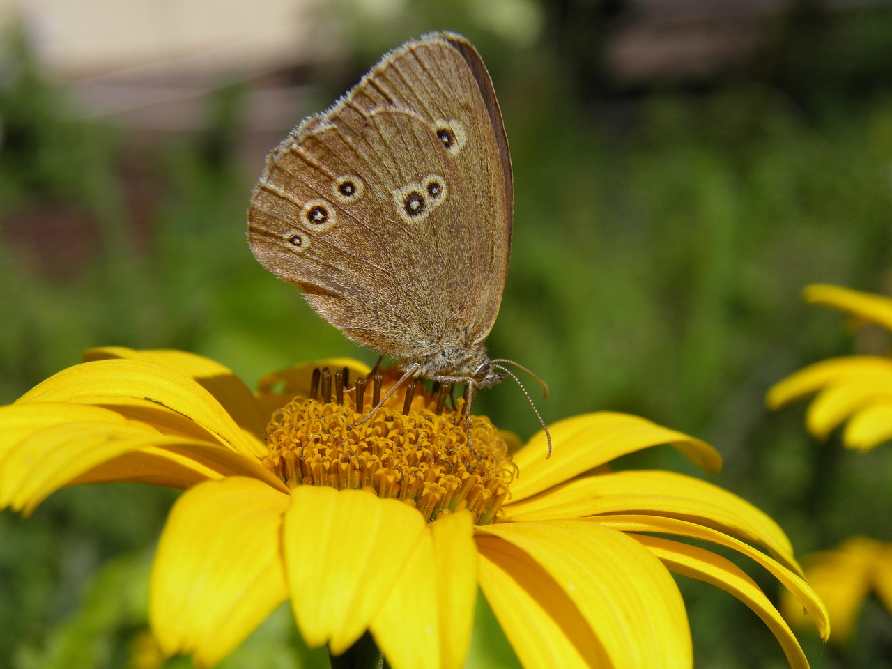 butterfly  flower  insect free photo