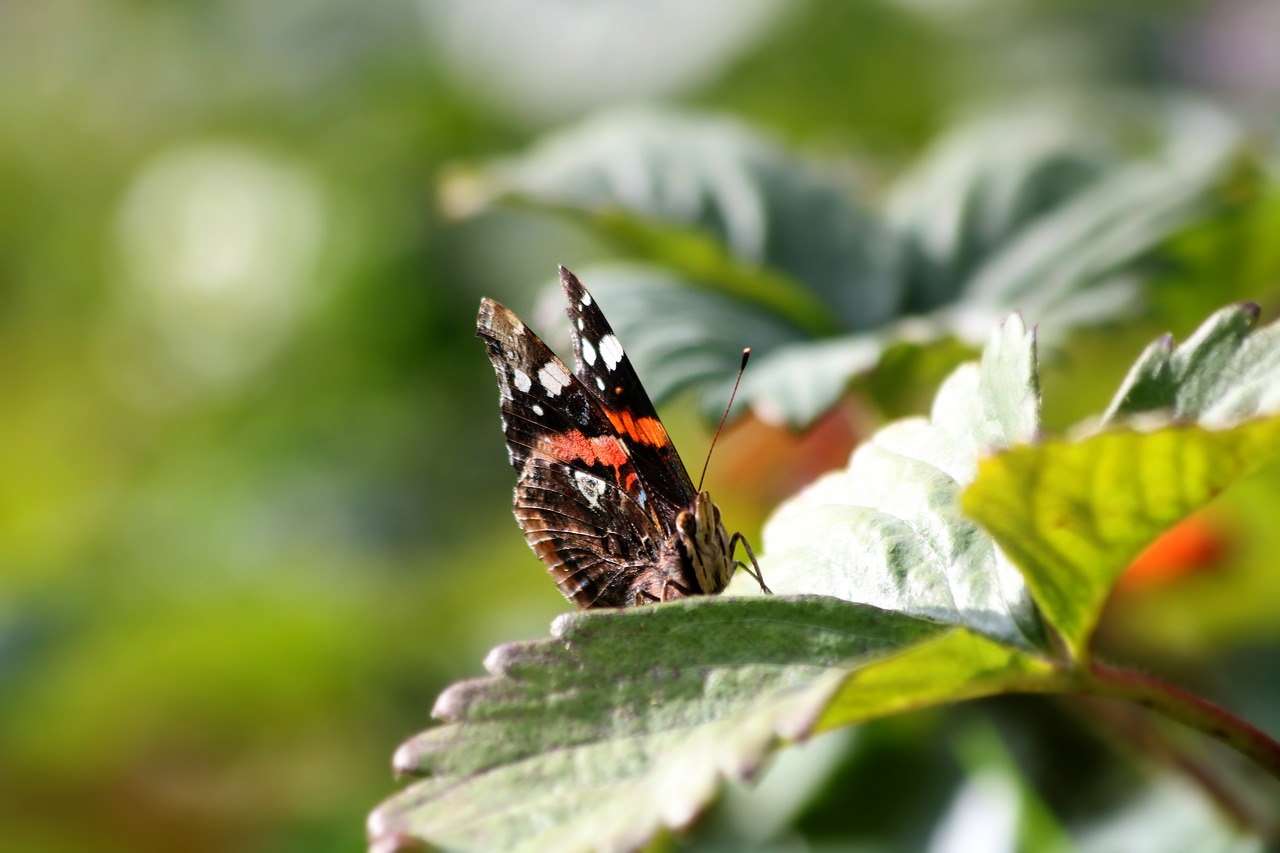 butterfly  insect  wings free photo