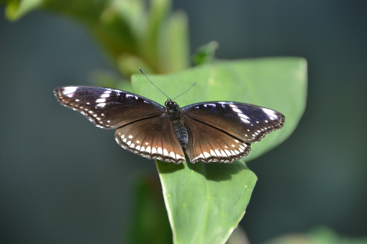 butterfly  fly  flying free photo